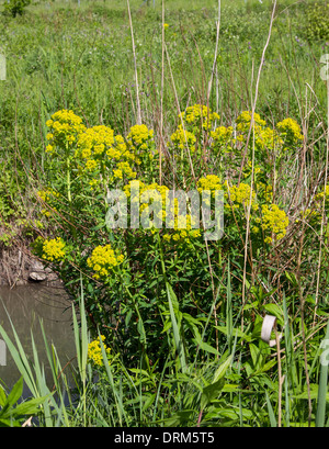 Euphorbia Palustris Sumpf-Wolfsmilch Sumpf-Wolfsmilch Stockfoto