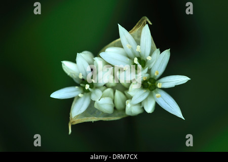 Ramsoms Knospe Eröffnung im Frühjahr. Dorset, UK Mai 2013 Stockfoto
