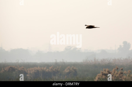 Eine Rohrweihe (Circus Aeruginosus) über Röhrichten an einem Flussufer in Delhi, Indien. Stockfoto