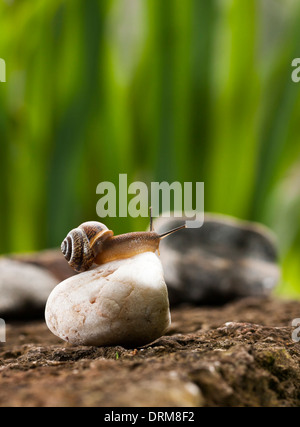 Schnecke auf weißen Felsen sitzen Stockfoto