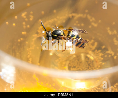 Biene oder Wespe in einem Wein zu ertränken Stockfoto