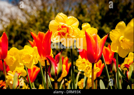 Im Frühling wachsen in einem britischen Garten orangefarbene Tulpen und gelbe Narzissen zusammen. Stockfoto