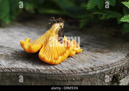 Pfifferling Pilz und eine Schnecke auf einer alten stub Stockfoto