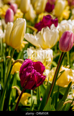 Dunkelrote und weiße Tulpen, die im Frühlingsbett in einem britischen Garten wachsen. Stockfoto