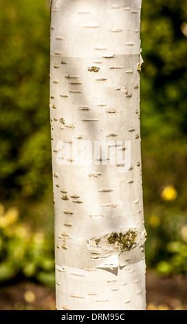 Nahaufnahme eines Rindenabschnitts auf einer Silberbirke im Frühjahr, der in einem britischen Garten wächst. Stockfoto