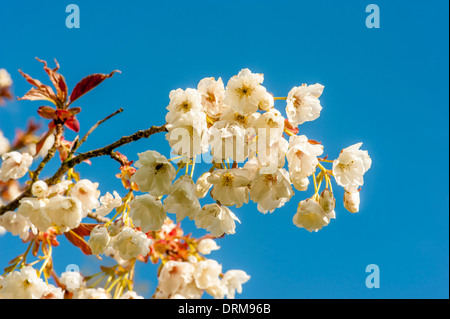 Prunus Shizuka Blumen im Frühling (Cherry Blossom) Stockfoto