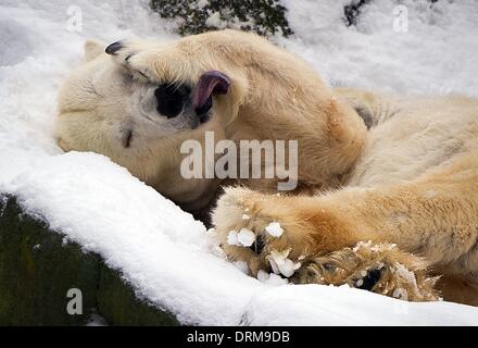 Berlin, Deutschland. 29. Januar 2014. Ein Eisbär leckt seine Pfote, als er im Schnee im Berliner Zoo in Berlin, Deutschland, 29. Januar 2014 liegt. Foto: Daniel Naupold/Dpa/Alamy Live News Stockfoto