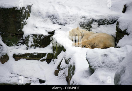 Berlin, Deutschland. 29. Januar 2014. Ein Eisbär schläft im Schnee im Berliner Zoo in Berlin, Deutschland, 29. Januar 2014. Foto: Daniel Naupold/Dpa/Alamy Live News Stockfoto