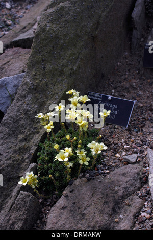 SAXIFRAGA MONA LISA. STEINBRECH. Stockfoto