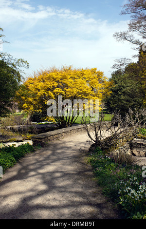 GEWUNDENER FUSSWEG DURCH EINEN ENGLISCHEN FRÜHLINGSGARTEN. Stockfoto