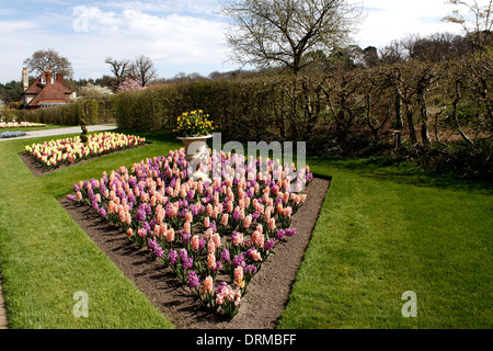 HYACINTHUS. HYAZINTHEN IN EIN BLUMENBEET FRÜHLING. Stockfoto