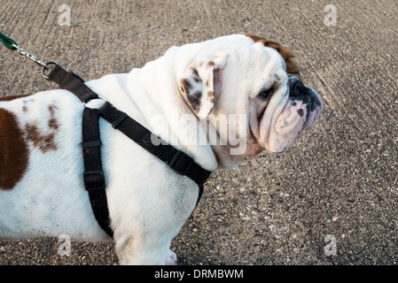 Teignmouth, Devon, England. 25. Januar 2014. Eine britische Bulldogge, Spaziergang mit seinem Besitzer. Stockfoto