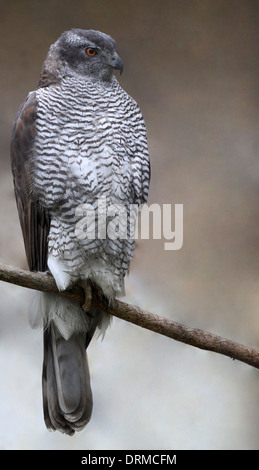 Nördlichen Habicht (Accipiter Gentilis) in der Natur Stockfoto