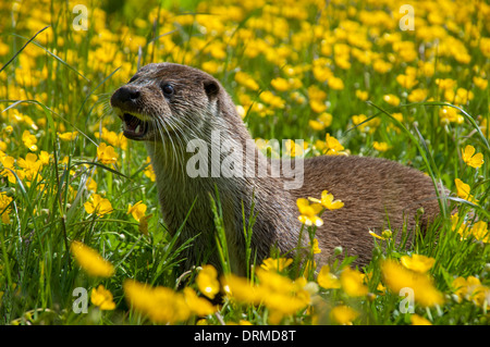 Europäischen Fischotter Lutra Lutra unter den Bereich der Butterblumen Stockfoto