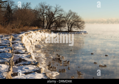 Enten, Gänse und andere Wasservögel Bad entlang der dampfenden und teilweise gefrorenen See Ontario Küste bei extremer Kälte Stockfoto