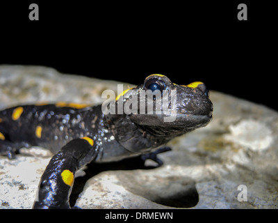 Feuer Salamander (Salamandra Salamandra) close-up. Fotografiert in Israel im Dezember Stockfoto