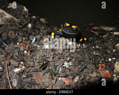 Feuer Salamander (Salamandra Salamandra) close-up. Fotografiert in Israel im Dezember Stockfoto