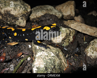 Feuer Salamander (Salamandra Salamandra) close-up. Fotografiert in Israel im Dezember Stockfoto