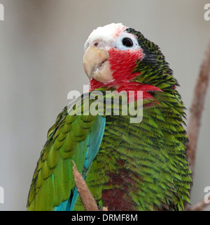 Kubanische Amazon Parrot throated aka Rose Papageien (Amazona Leucocephala) Stockfoto