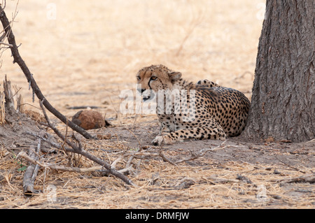 Gepard (Acionyx Jubatus) unter einem Baum in der Hitze des Tages ruhen. Stockfoto