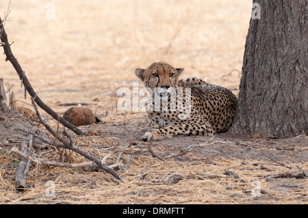 Gepard (Acionyx Jubatus) unter einem Baum in der Hitze des Tages ruhen. Stockfoto