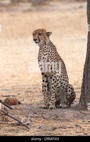 Gepard (Acionyx Jubatus) unter einem Baum in der Hitze des Tages ruhen. Stockfoto