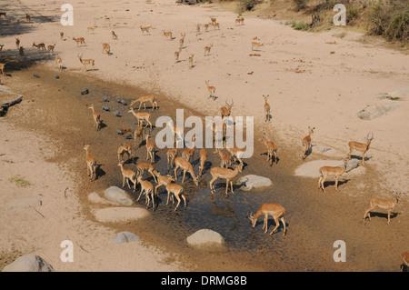 Trockenzeit Wasserloch, Ruaha Nationalpark, Tansania, mit Impala und behelmter Perlhühner Stockfoto