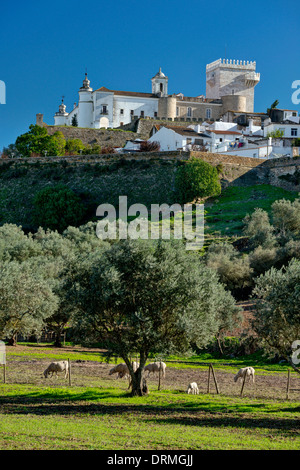 Portugal, Alentejo, Schafbeweidung in einem Feld unterhalb der Stadtmauer und alten Stadt Estremoz Stockfoto