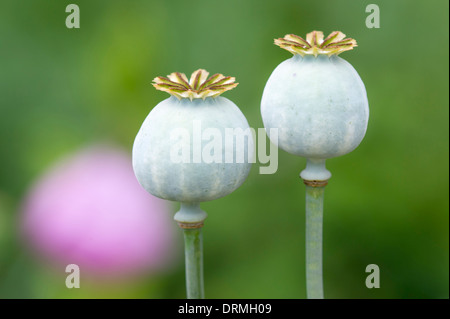 Kapseln von Schlafmohn, Papaver somniferum Stockfoto