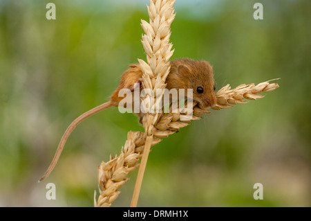 Micromys Minutus, Zwergmaus auf Ähren Stockfoto