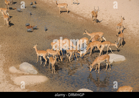 Impala (Aepyceros Melampus) an eine Trockenzeit Wasserstelle, Ruaha Nationalpark, Tansania Stockfoto