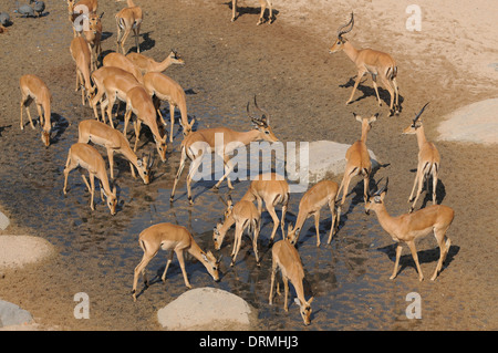 Impala (Aepyceros Melampus) an eine Trockenzeit Wasserstelle, Ruaha Nationalpark, Tansania Stockfoto