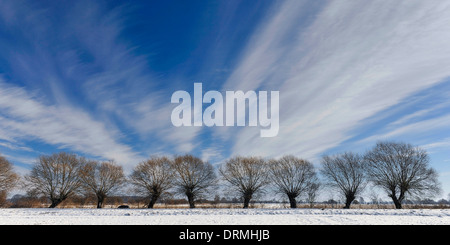 Winterlandschaft mit Pollard Weiden, Vechta, Niedersachsen, Deutschland Stockfoto