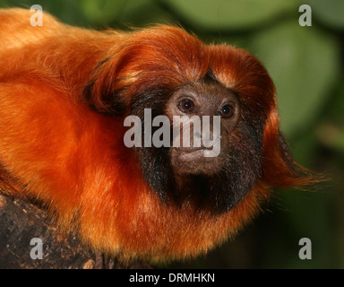 Brasilianische Golden Marmoset (Leontopithecus Rosalia) alias Goldener Löwe Tamarin Stockfoto