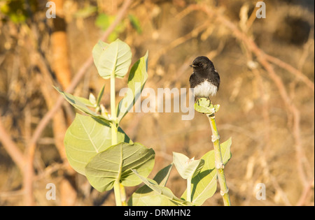 Einen Pied Bush-Chat (Saxicola Caprata) thront in der mallorquinissche in Rajasthan, Indien. Stockfoto