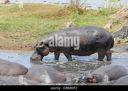 Flusspferd (Hippopotamus Amphibius). Eine Gruppe in einem Wasserloch klein und schnell trocknen, in der trockenen Jahreszeit überfüllt Stockfoto