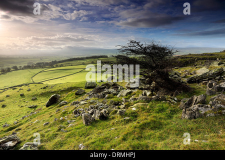 Die Norber Erratics Felsformationen, Norber Dale in der Nähe des Dorfes Austwick, Yorkshire Dales National Park, England, UK Stockfoto