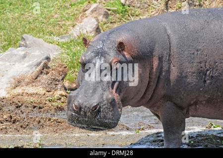 Flusspferd (Hippopotamus Amphibius) am Rande einer Trockenzeit Wasserloch. Stockfoto