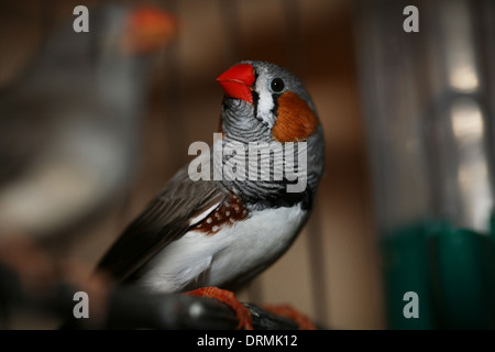 Fink Vogel Stockfoto