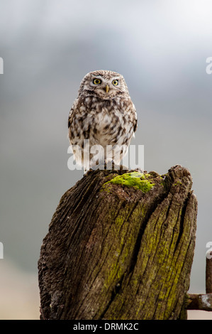 Steinkauz, Athene Noctua auf Säule Stockfoto