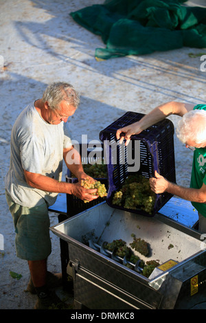 Griechenland Kykladen Sikinos Manalis Weingut 2014 Trauben Ernte Stockfoto