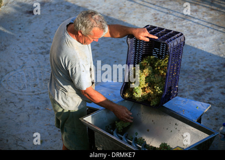 Griechenland Kykladen Sikinos Manalis Weingut 2014 Trauben Ernte Stockfoto