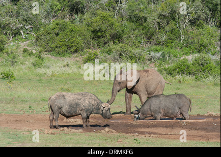 Junger Elefant (Loxodonta Africana) und afrikanische Büffel (Syncerus Caffer) an einer Wasserstelle, Addo Elephant Park, Südafrika Stockfoto