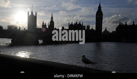 Möwe und Themse und Houses of Parliament mit Big Ben und Westminster Bridge London England Stockfoto