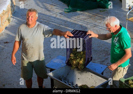 Griechenland Kykladen Sikinos Manalis Weingut 2014 Trauben Ernte Stockfoto