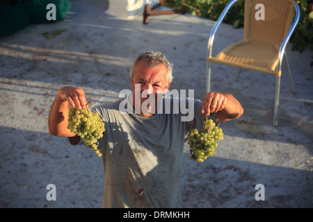 Griechenland Kykladen Sikinos Manalis Weingut 2014 Trauben Ernte Stockfoto