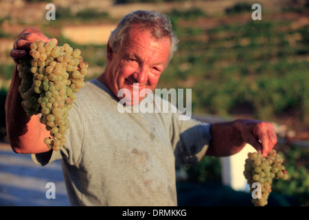 Griechenland Kykladen Sikinos Manalis Weingut 2014 Trauben Ernte Stockfoto