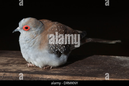 Diamond Dove (Geopelia Cuneata) Stockfoto