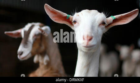 Staffordshire, UK. 12. März 2012.   Dies ist das erste Jahr, die Briten mehr als 2 Millionen Liter Ziegenmilch trinken will und der Bauer, Großbritanniens größte weidenden Ziegenherde hat, Dank das trockene Wetter für die Hilfe, seine Ziegen glücklich und lächelnd zu halten.  "Ziegen nicht mag Regen - wir brauchen jemand hier die ganze Zeit, für den Fall, dass es regnet," sagte Nick Brandon, 60, wer eine riesige Farmen, dreitausend starke Herde auf seiner Farm in Staffordshire. "Im Gegensatz zu Schafen, Ziegen Lanolin haben nicht in ihre Stockfoto