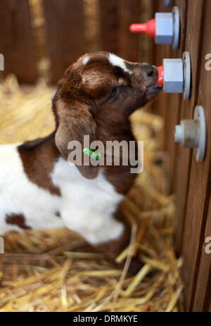 Staffordshire, UK. 12. März 2012. Ein Kind saugt Milch aus der Flasche...  Dies ist das erste Jahr, die Briten mehr als 2 Millionen Liter Ziegenmilch trinken will und der Bauer, Großbritanniens größte weidenden Ziegenherde hat, Dank das trockene Wetter für die Hilfe, seine Ziegen glücklich und lächelnd zu halten.  "Ziegen nicht mag Regen - wir brauchen jemand hier die ganze Zeit, für den Fall, dass es regnet," sagte Nick Brandon, 60, wer eine riesige Farmen, dreitausend starke Herde auf seiner Farm in Staffordshire. "Im Gegensatz zu Schafen, g Stockfoto